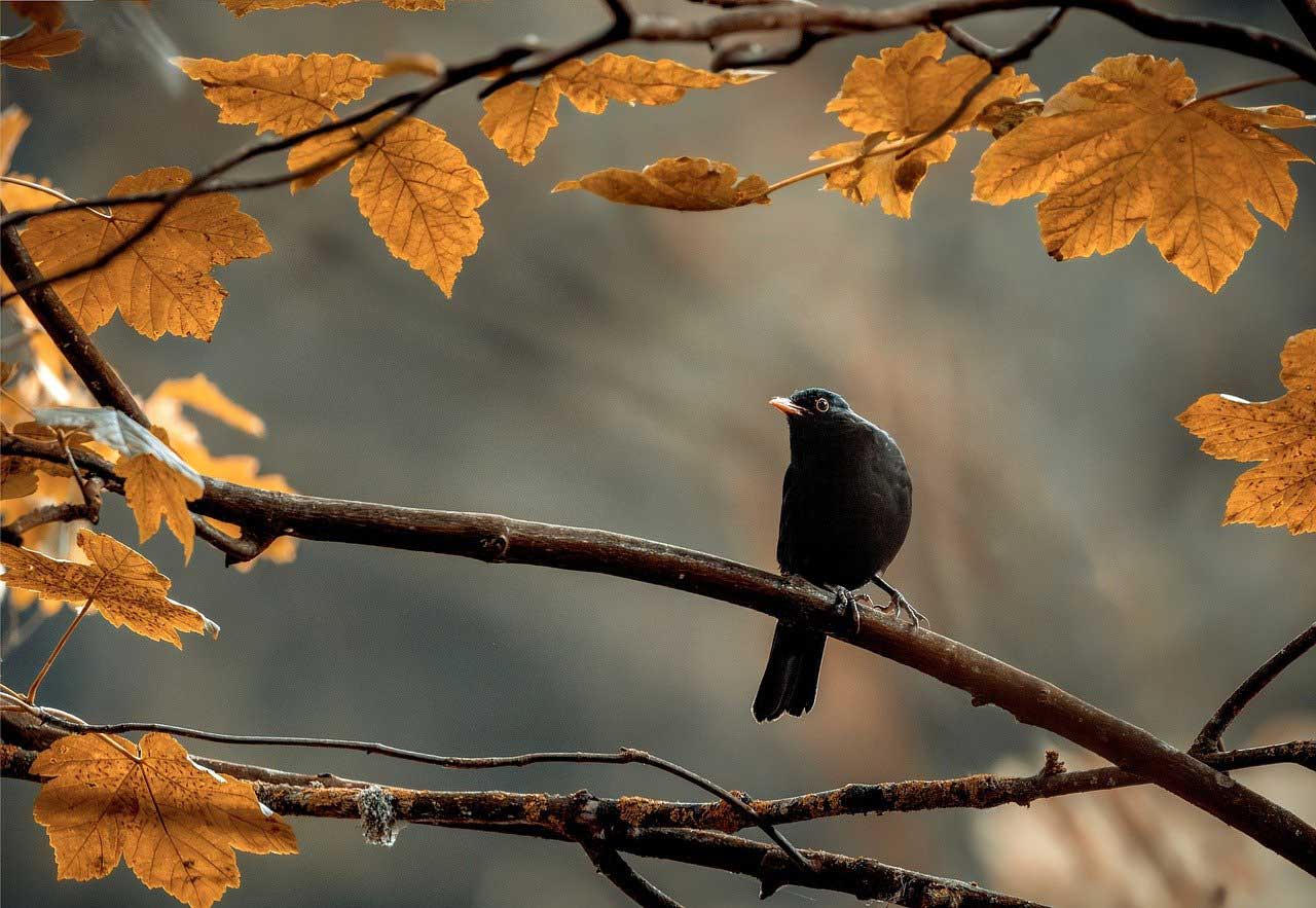 PlanetBirdBird_web IJsbeer op de noordpool
