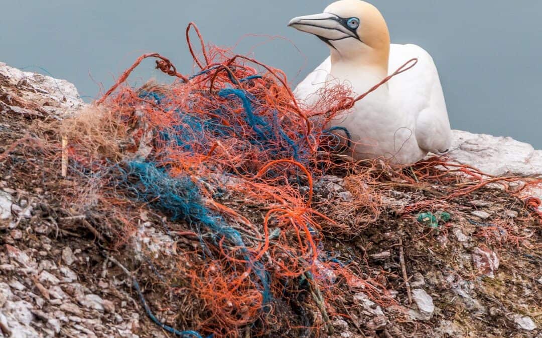Plastic soep onder de loep