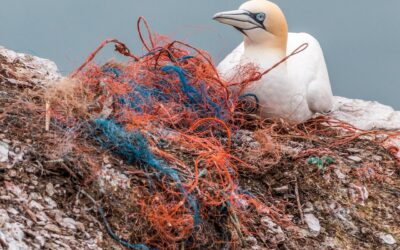 Plastic soep onder de loep